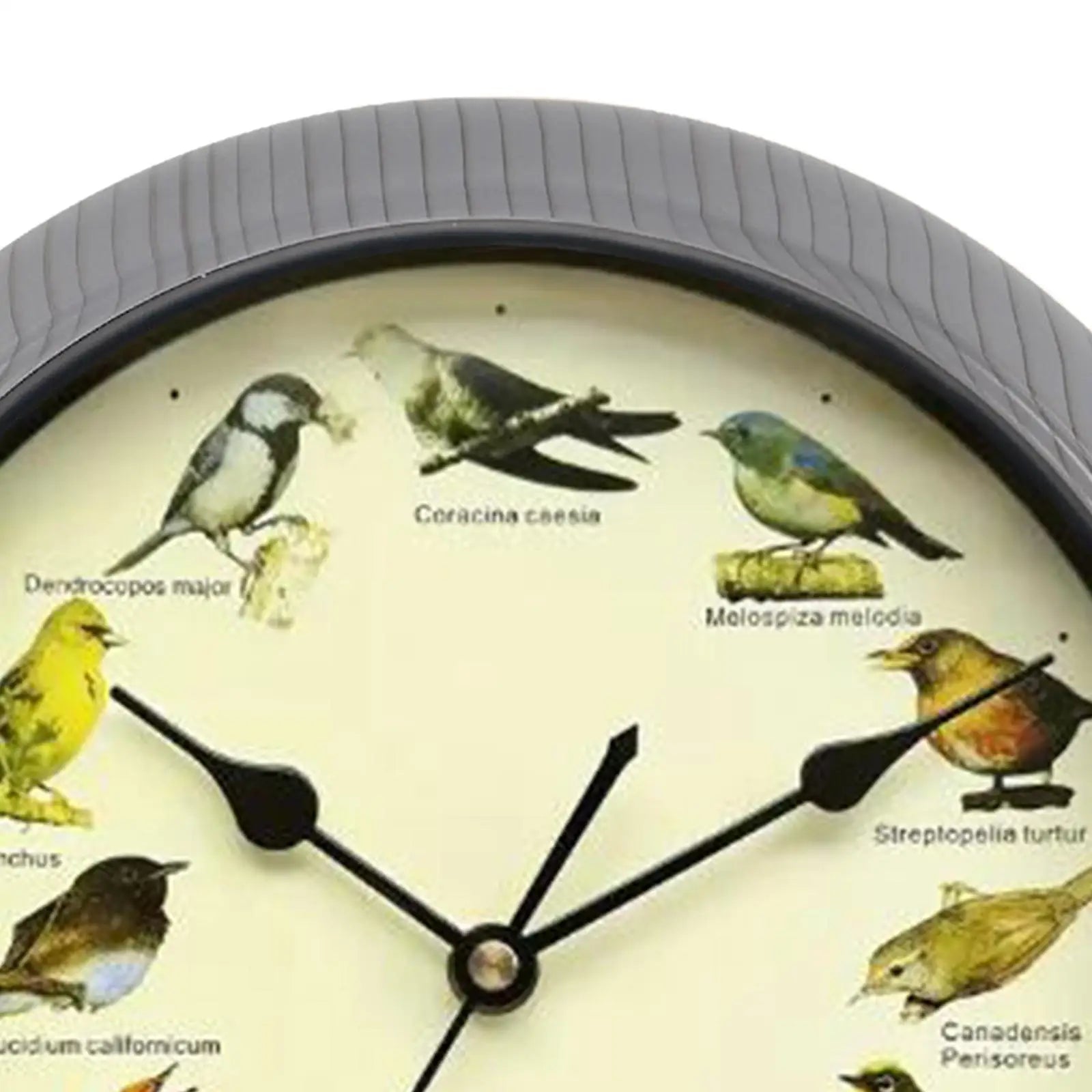 Horloge Oiseaux Chantants | 12 Espèces Authentiques | Thérapeutique